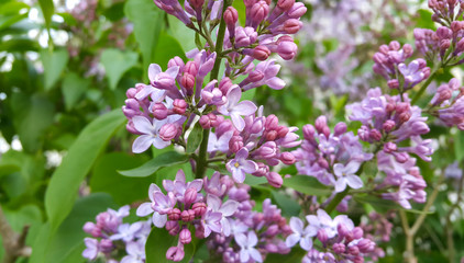 Beautiful blossoming lilac flowers