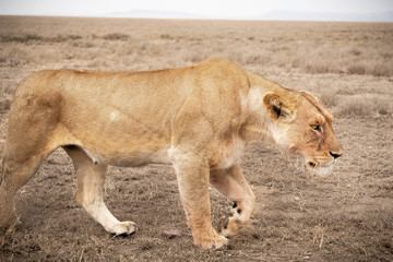 Lioness in serengeti wasteland