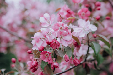 Obraz na płótnie Canvas spring picture, flowering apple trees, spring flowering, new life 