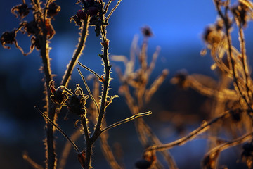Thin dry branches of bushes in the light of the setting sun. Autumn nature.Sunlight at sunset through the branches, the orange tones