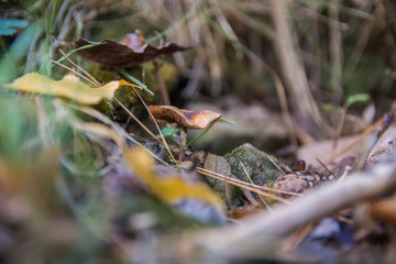 little mushroom in the grass