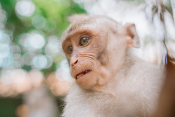 Portrait of a young monkey on a jungle background. Curious monkey photographed close-up.