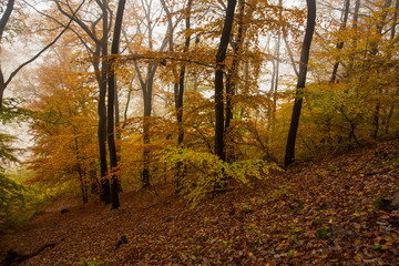Autumn Park in Heidelberg