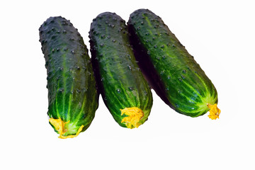 Fresh green cucumbers close-up isolate on a white background.