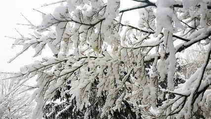 Tree branches covered with snow.
