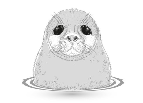 kleine Robbe im Wasser