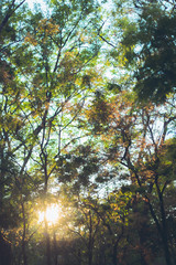 siluate tree and sunset in park