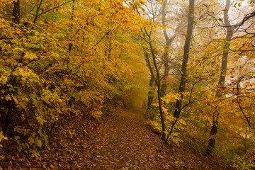 Autumn Park in Heidelberg