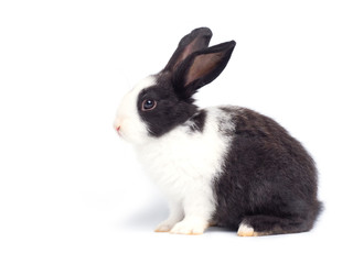 White baby rabbit on white background. Lovely baby rabbit ,white body and black spot on eye and ear.