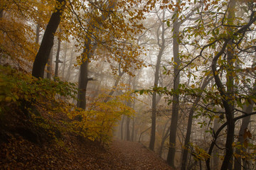 Autumn Park in Heidelberg
