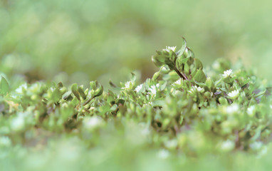 Sunny spring green garden