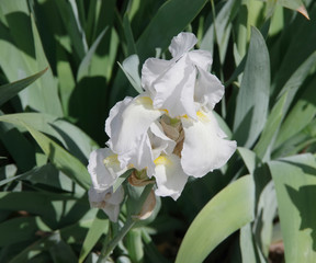Obraz na płótnie Canvas Close-up view on a white iris blossom in early springtime