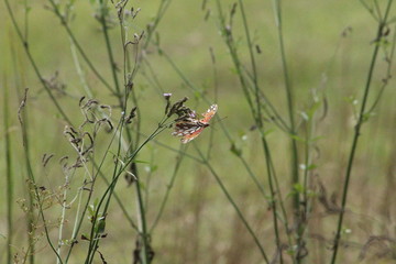 butterfly