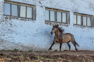 A horse gallops through the farm yard. Photographed in the summer.
