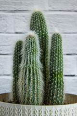 Family of cacti in a pot close- up against a white brick wall with space for copying