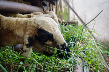 Village goats eat fresh grass
