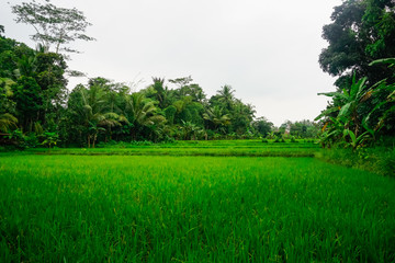 Rice field in a village in Indonesia
