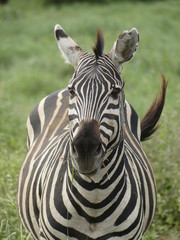 portrait of a zebra