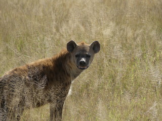 hyena in africa