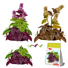 Set of stages of life of a agricultural plant basil isolated on white background. Paper packaging for storage of seeds. Vector cartoon close-up illustration.