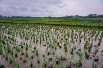 Fototapeta na wymiar Rice field in a village in Indonesia