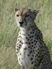 cheetah in grass