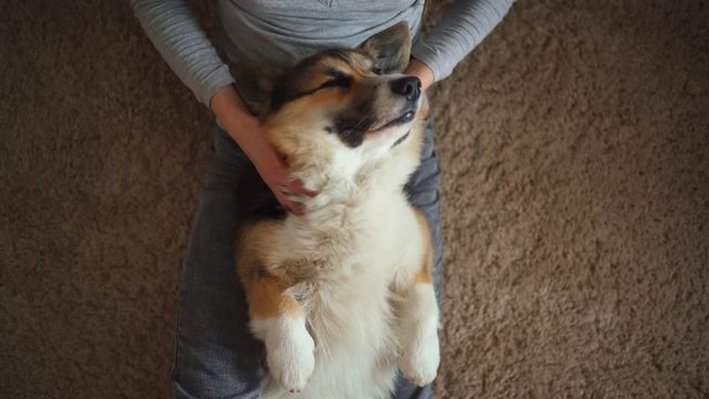 top view cute relaxed corgi dog lying on womans legs. young girl sitting on floor and petting and stroking corgi dog
