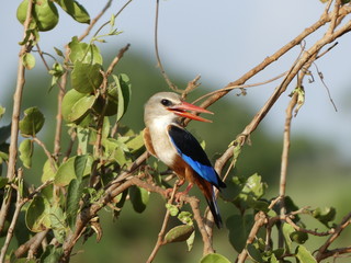 bird on tree