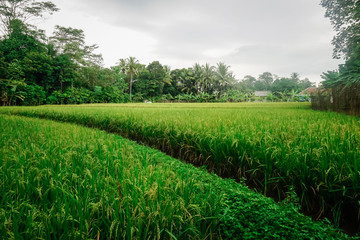 Rice field in a village in Indonesia