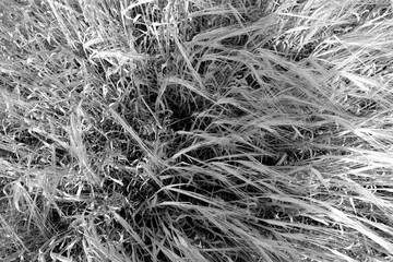 Wheat field close-up with blur effect in black and white.