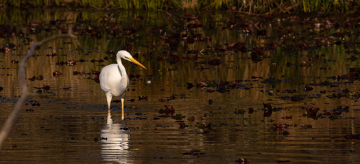 grande aigrette 
