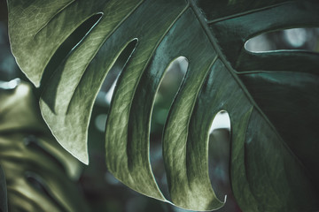 abstract green background with leaf