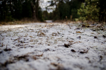 forest