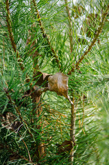 pine