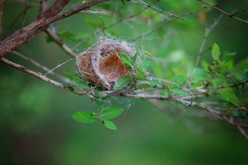 leaf in tree