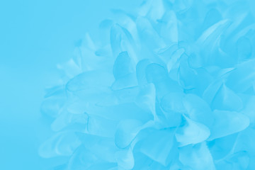 Beautiful abstract color white and blue flowers on white background and white graphic flower frame and blue leaves texture, blue background, colorful graphics banner happy valentine day