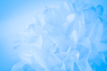 Obraz premium Beautiful abstract color white and blue flowers on white background and white graphic flower frame and blue leaves texture, blue background, colorful graphics banner happy valentine day