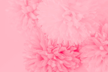 Beautiful abstract color white and pink flowers on white background and white graphic flower frame and pink leaves texture, pink background, colorful graphics banner happy valentine day