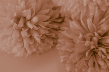 Beautiful abstract color red and brown flowers on white background and light red flower frame and brown leaves texture, yellow background, white banner happy valentine