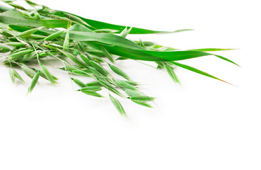Oat ears isolated on a white background.