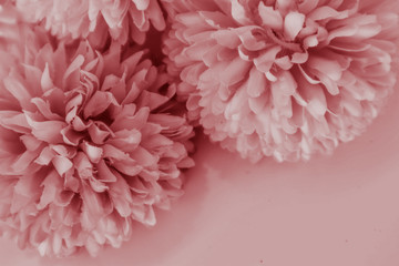 Beautiful abstract color white and red flowers on white background and white flower frame and pink leaves texture, light red background, colorful red banner happy valentine