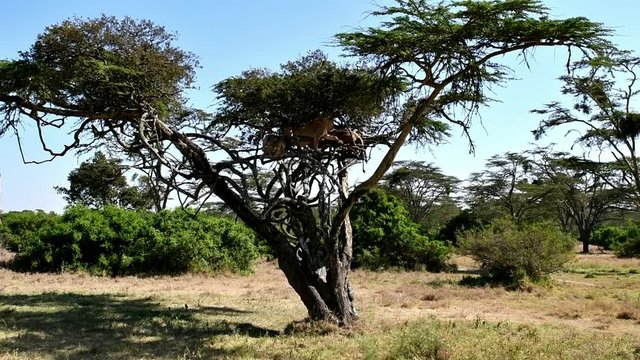 L&ouml;wen auf Akazie in Kenia