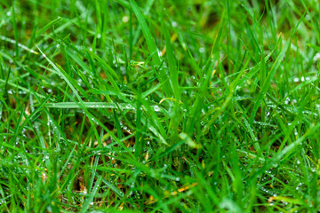 Droplets of water on grass