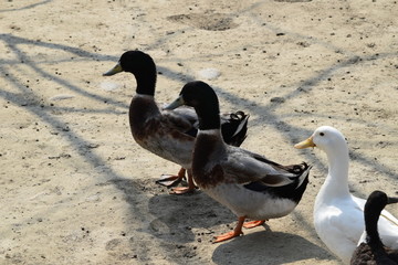 Close up view of Domestic Ducks