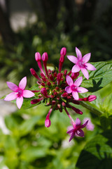 Small pink flowers