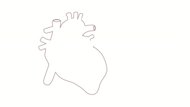 Self drawing anatomical sketch animation of human heart with veins, arteries, atriums and ventricles. Copy space.