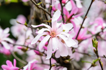 Many delicate white pink magnolia flowers in full bloom on tree branches towards a cloudy sky, in a garden in a sunny spring day, beautiful outdoor floral background