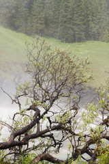 Tree against the backdrop of the Tännafors waterfall in Sweden