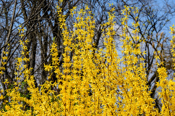 Obraz premium Large bush of yellow flowers of Forsythia plant also known as Easter tree, in a garden in a sunny spring day, floral background