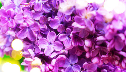 Fototapeta na wymiar Blooming lilac flowers